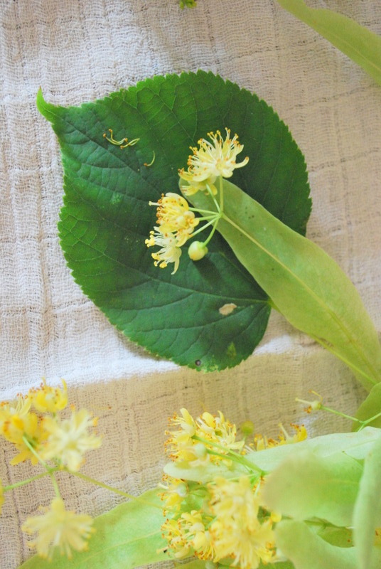 Lindenblatt und -blüte Lindenblatt