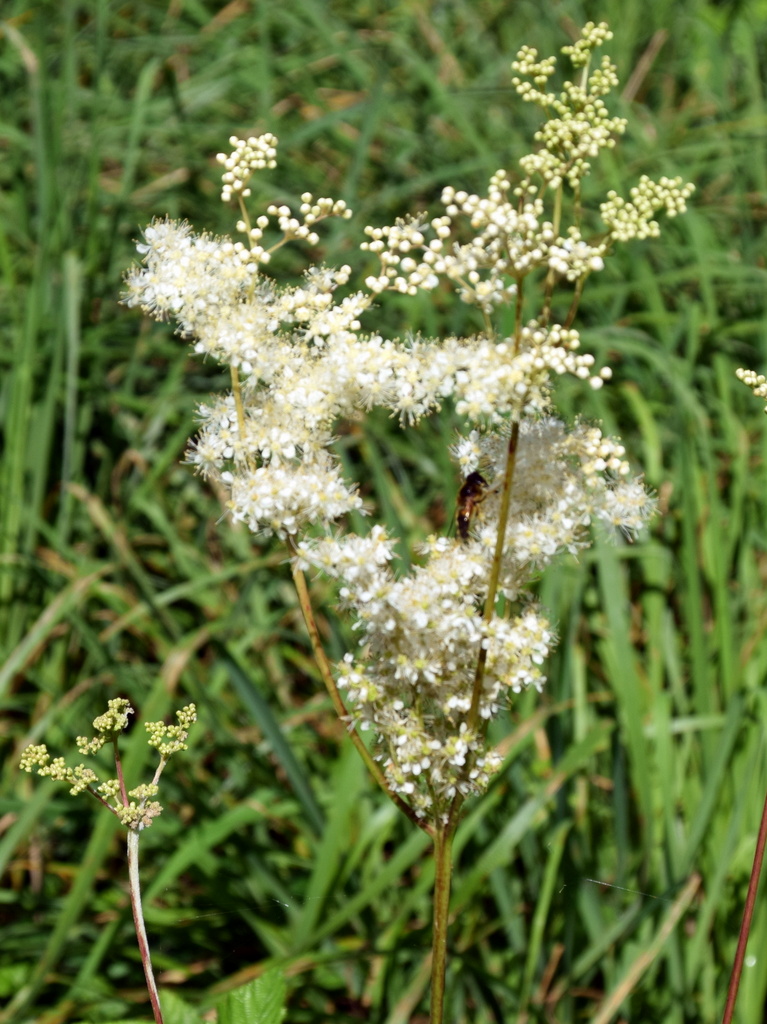 Mädesüß im Kräuter-Webinar