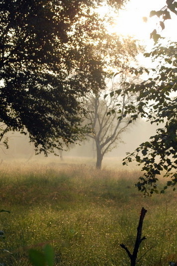 Licht im Moor Licht im Moor