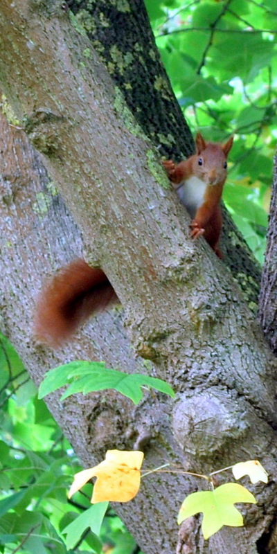 Eichhörnchen Eichhörnchen