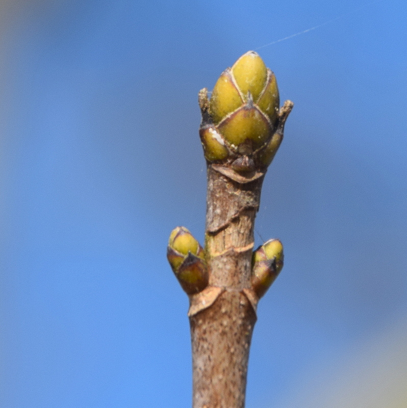 Bergahornknospen Bergahornknospen