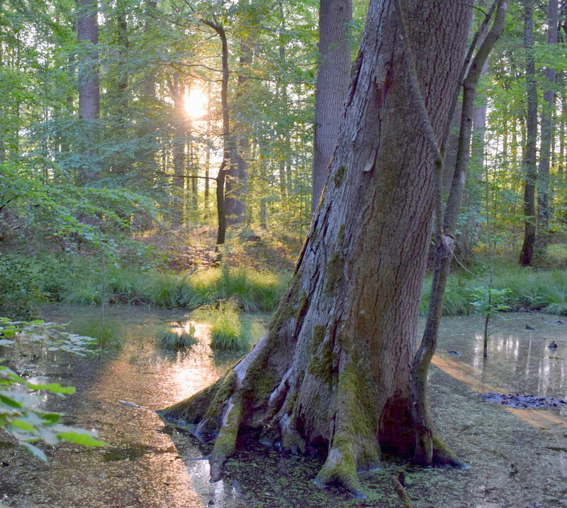 Baumkunde beginnt im Wald Baumkunde beginnt im Wald