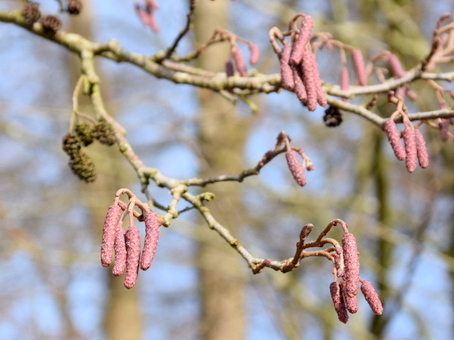Erlenknospen
