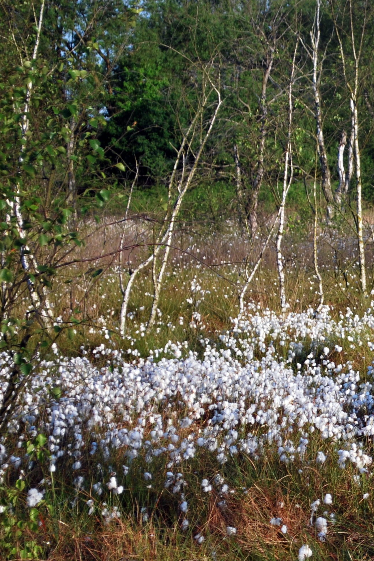 Wollgras im Dosenmoor